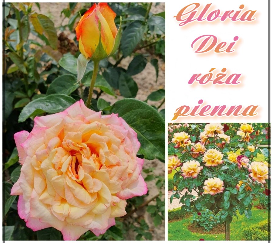 Gloria Dei róże pienne